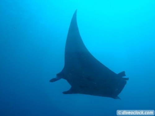 Diving Komodo National Park, Indonesia!