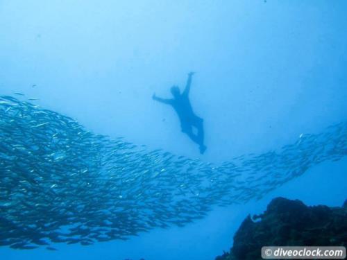 Dive destination: Moalboal & Pescador Island, The Philippines!