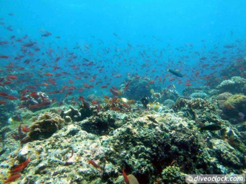 Dive destination: Puerto Galera & Verde Island, The Philippines!
