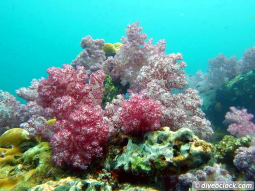 Dive destination: Koh Lipe, Thailand!