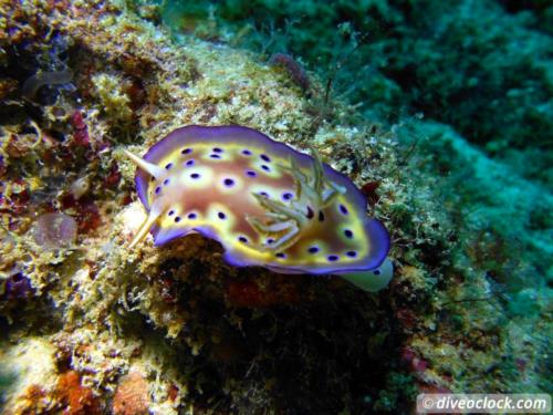 Dive destination: Sipadan, Mabul & Kapalai - Malaysian Borneo!