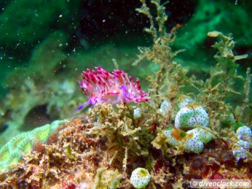 Dive destination: Koh Rong, Cambodia!