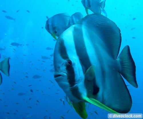 Dive destination: Richelieu Rock, Thailand!