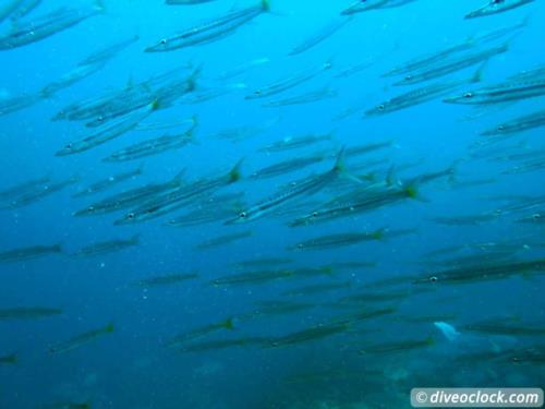 Dive destination: Sail Rock, Thailand!