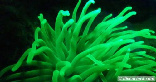 New Dive Experience: Fluorescent Night Diving on Bonaire!