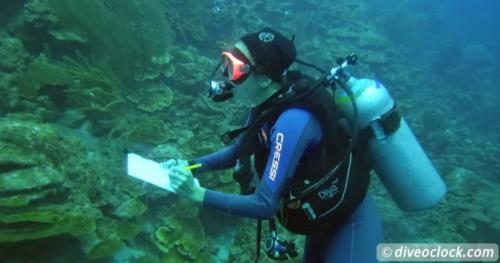 Counting fish in the name of science on Bonaire!