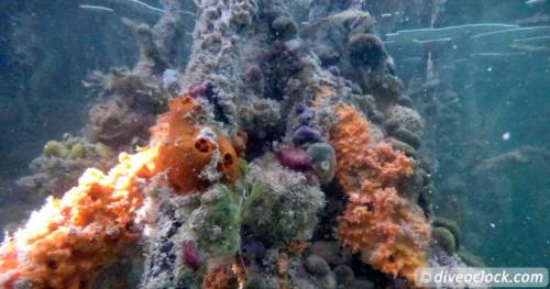 Snorkeling in a Mangrove forest on Bonaire!