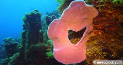 Diving in Soufriere Scotts Head Marine Reserve in Dominica!