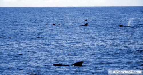 Watching Whales and Dolphins in Dominica!