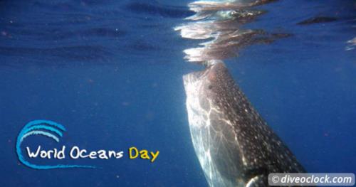 How Far Would You Go to See a Whale Shark in Real Life?