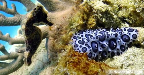 Searching for Seahorses in Sosua Bay!