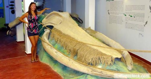 Visit a Whale Museum in the Dominican Republic!