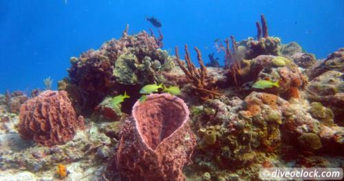 Advanced Dive Adventures around Cozumel, Mexico!