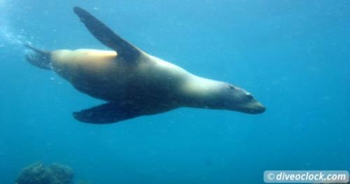 SCUBA Diving with Sea Lions in La Paz, Mexico!