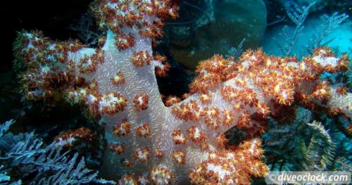 SCUBA QUIZ: Identify these Coral Species!