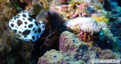 The Mediterranean Sea at its Best: Islas Hormigas Marine Reserve!