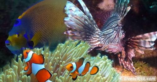 SCUBA QUIZ: The Age of Fish!