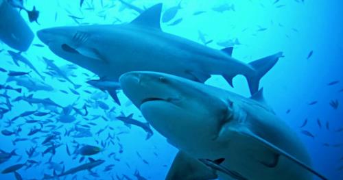 SCUBA QUIZ: Shark Facts!