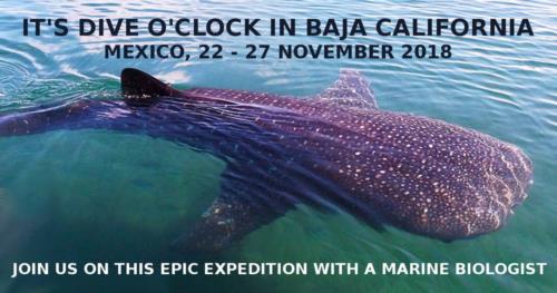 It’s Dive o’clock in Baja California, Mexico!