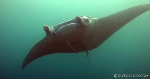 Ishigaki SCUBA Diving with Manta Rays, Okinawa - Japan