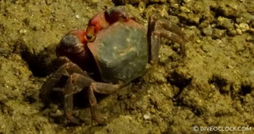 Terra Crab Farm In Sokcho - Gotta Love The Smiling Crabs!