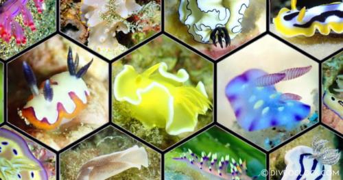 100 Stunning Nudibranchs of Anilao - Nudibranch Capital of The World