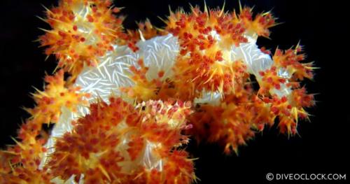 North Sulawesi Diving - Spectacular Manado, Bunaken & Lembeh