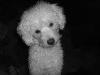 Gaston from Miami Beach FL | Scuba Diver