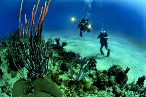 Night Diving The Great Barrier Reef