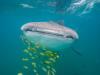 Trevor from la paz Bcs | Dive Center