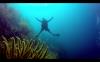 Looking for Bonaire Shore Dive buddies July 23 - 29