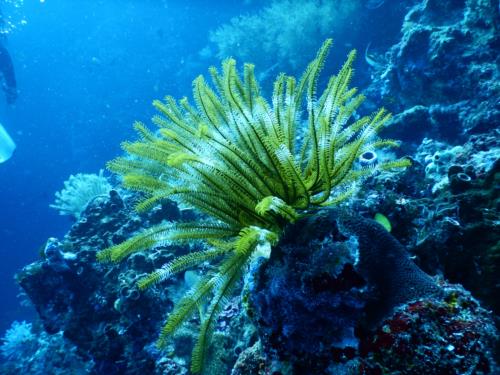 Best Dive Sites in Asia