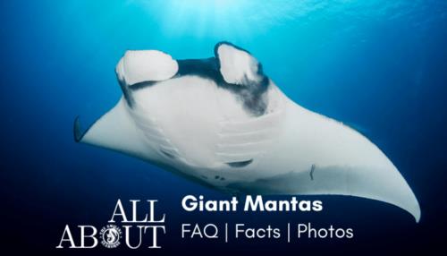 All you ever wished to know about Giant Oceanic Manta Ray: FAQ, factsheet