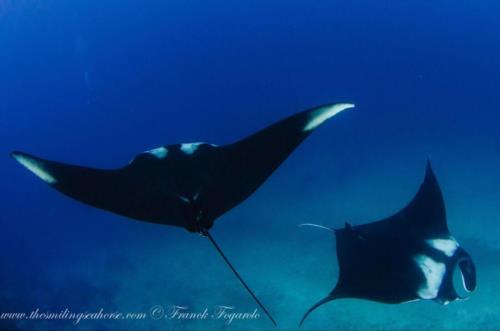 Andaman Sea rays