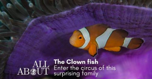 Enter the circus of the amazing clownfish