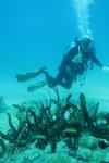 Jeremy from Fort Lauderdale FL | Scuba Diver