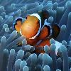 #5 Thailand_Divers (5 dive buddies)