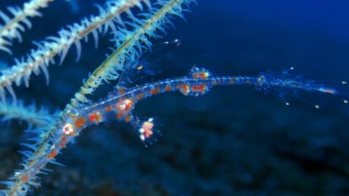 Ornate Ghost Pipefish