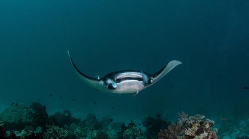 What Is The Best Dive Site In The Similan Islands?