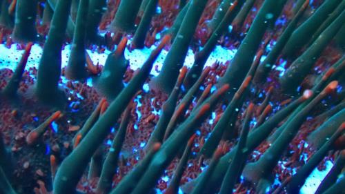 Crown of Thorns Starfish