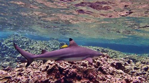 Blacktip Reef Sharks