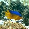 txdamselfish