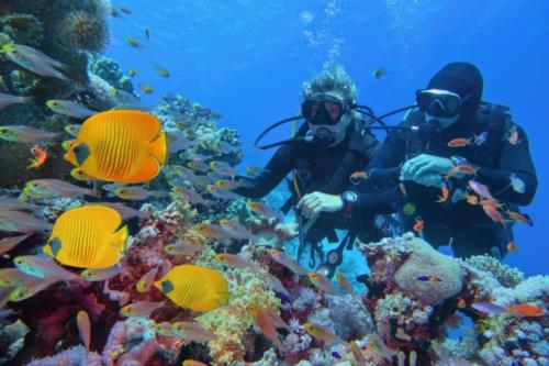 Diving in Sharm El Sheikh : A Guide For Biginners and Expert