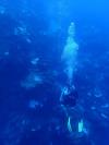 Frankie Ortiz from Metamora IL | Scuba Diver