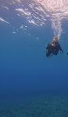 Shandy from Charlotte NC | Scuba Diver