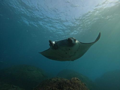 Scuba Diving in Bali: Top Dive Sites, Marine Life, and Tips for an Amazing Exper