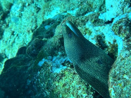 Hilo Scuba Diving recommends Diving on the Big Island of Hawaii