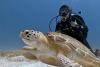 Xico from Playa del Carmen Quintana Roo | Dive Center