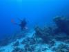 Pedro from Gainesville FL | Scuba Diver