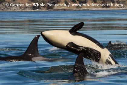 Captive Whale Shows: eco-tourism provides alternatives